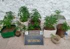 Chepes: Encuentran 16 plantines de marihuana en una vivienda.