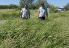 Evaluación y seguimiento del Programa de implantación de buffel grass en el departamento. 