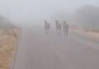 Chepes: Fuerte niebla y animales sueltos generan preocupación en Ruta Provincial 29