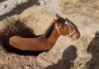Rescataron a un caballo que cayó a un pozo negro en el barrio Diego Maradona de Ulapes