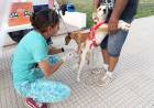 Cuidado Responsable: Más de 25 mascotas vacunadas y desparasitadas en la plaza principal