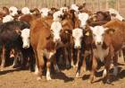 Investigan la desaparición de hasta 350 animales en un campo del departamento Rosario Vera Peñaloza