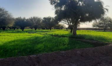 El Gobierno Provincial contribuye a mejorar la calidad en la producción de comino.