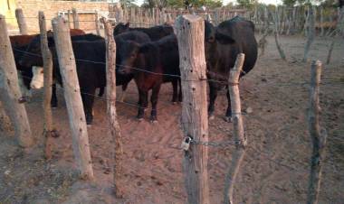 Ulapes: Policía encerró a los animales que se encontraban sueltos por ruta nacional 79.