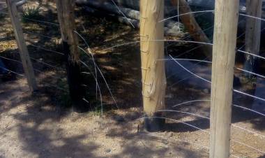 Chepes: Se robaron torniquetas y provocaron destrozos en corrales de APEFAR.