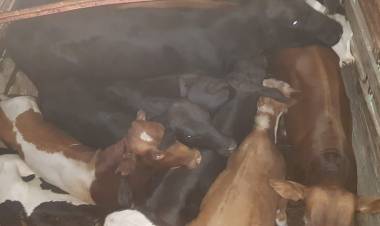 Transportaba animales sin acreditación, en un control policial se dio a la fuga y a los dos kilómetros fue detenido.