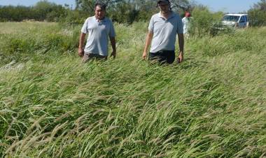 Evaluación y seguimiento del Programa de implantación de buffel grass en el departamento. 
