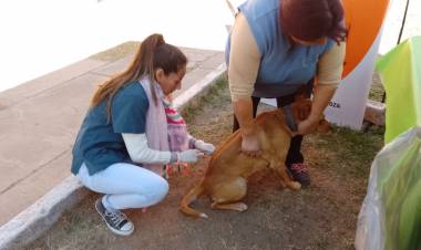 Chepes: Se realizará una nueva campaña de vacunación antirrábica y desparasitación y EcoCanje.