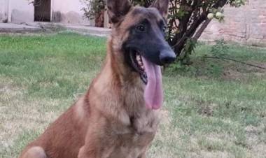Urgente: Buscan con intensidad a can de Gendarmería que se extravió campo adentro.