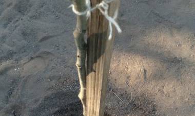 Vándalos no se conforman con romper plantas en nuestra ciudad, y ahora lo hacen también en Villa Chepes.