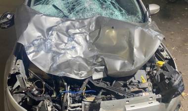 Otra vez los animales sueltos: casi se provoca una tragedia cerca de Olta.