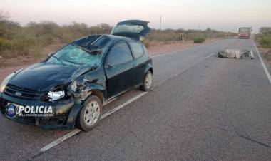 Patquia: animales sueltos provocaron siniestro vial en plena ruta