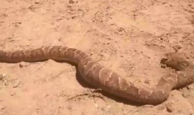 Chepes: encuentran una serpiente comiendo un ave de corral