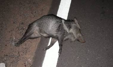 Milagro: un comisario choco en su moto a un jabalí por Ruta Nacional °77