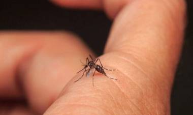 El dengue crece a nivel país y ya impacta en La Rioja
