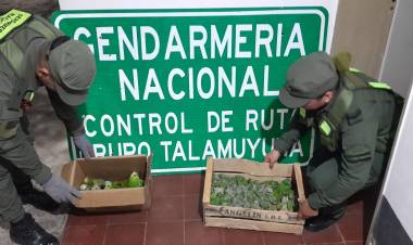 Chepes: Gendarmería Nacional rescató 50 aves y secuestró un arma de fuego