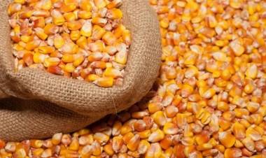 A través de los municipios, el Gobierno entregó maíz a pequeños productores ganaderos