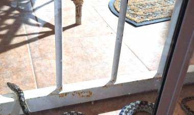 Chepes: Apareció una víbora en la zona de la Pista de la Salud 