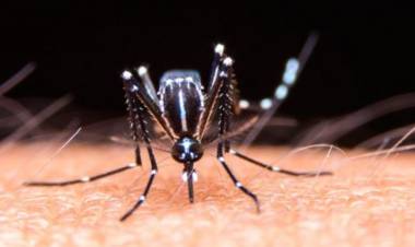 Una persona de 24 años, la nueva víctima fatal del dengue en La Rioja