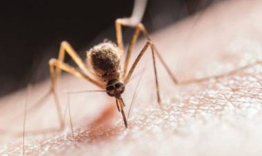 Confirmaron la cuarta víctima fatal por dengue