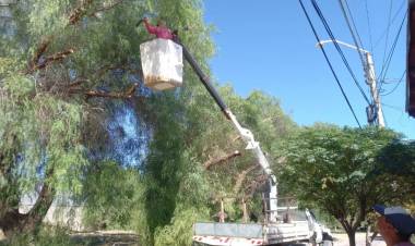 Chepes: Poda de árboles que dificultan el transito y el cableado en la vía publica
