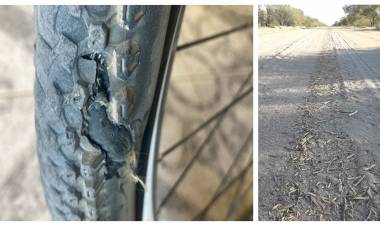 Chepes: preocupa la cantidad de palos sobre ruta N.º 29 que se deprenden de los camiones