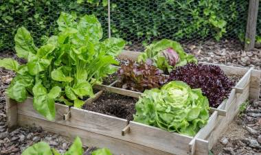 En el Totoral producen verduras con fertilizantes a base a orín humano
