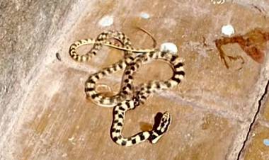 Portezuelo: mujer sufrió mordedura de una víbora