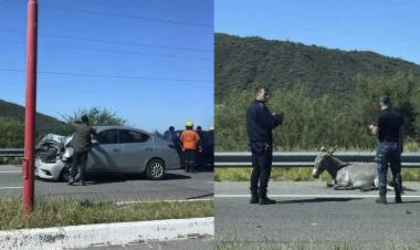 Accidente en la Circunvalación: Automóvil impactó contra un asno suelto