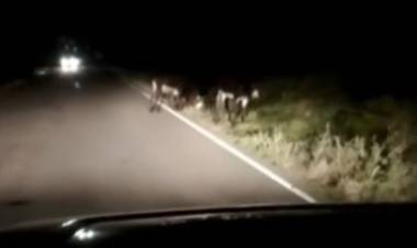 Chepes: quejas por animales sueltos en rutas