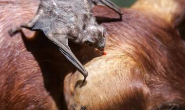 Alerta sanitaria en el Departamento Juan Facundo Quiroga por posible brote de rabia paresiante