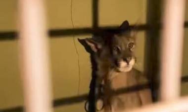 Chamical: Rescatan a cachorro de puma en estado de abandono