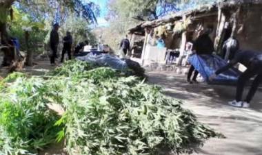 Chepes: Fue liberado el imputado por tenencia de plantas de marihuana. “Él desconocía totalmente la existencia de esas plantas”, aseguró su abogado