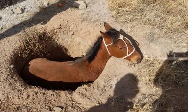 Rescataron a un caballo que cayó a un pozo negro en el barrio Diego Maradona de Ulapes