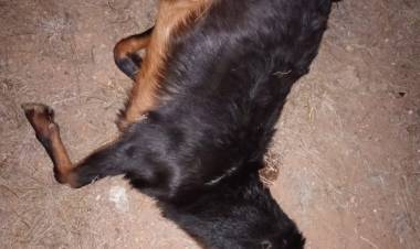 Chepes: vehículo colisiona con una cabra sobre ruta 141 pasando Santa Cruz