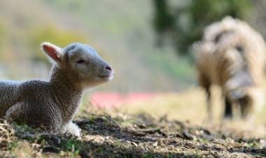 Chepes: ataque de perros mata cuatro ovejas