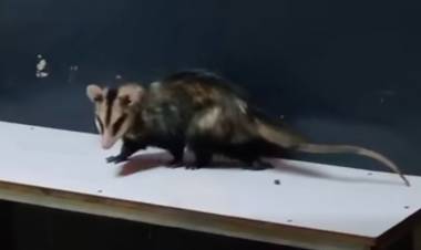 Chepes: sorpresa en la terminal por la presencia de un pasajero poco común