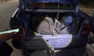 Ruta 29 en Chepes: retienen un auto que transportaba un vacuno en el baúl