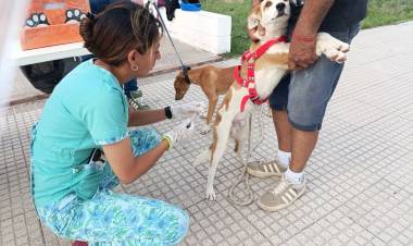 Cuidado Responsable: Más de 25 mascotas vacunadas y desparasitadas en la plaza principal