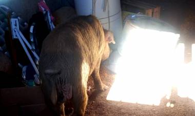 Chepes: un cerdo suelto generó destrozos en una vivienda del barrio santa lucía