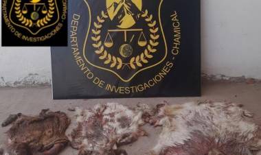Secuestro de animales faenados en Chamical tras un trabajo investigativo