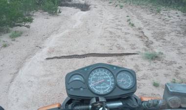 Encuentro inesperado con una lampalagua en Pampas Chicas