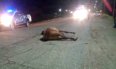 Ruta 79: colectivo proveniente de Mendoza impactó contra un caballo suelto