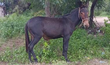 Motociclista cayó al esquivar un animal suelto en Catuna