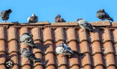 Advierten riesgos sanitarios por la presencia de palomas en una escuela de Olta