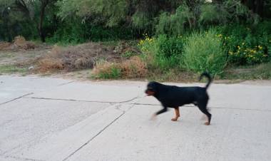 Preocupación por ataques de perros sueltos en barrios del norte de Chepes