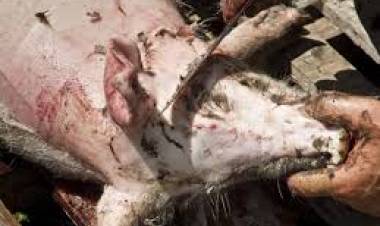 Chepes: Investigan el robo y faena de animales en un campo