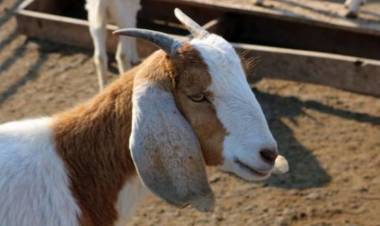 Chepes: le robaron cabras al profesor Leonardo Britos, el joven que había sido reconocido por su esfuerzo