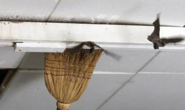 Chepes: padres no envían a sus hijos a la escuela por presencia de murciélagos y riesgos para la salud