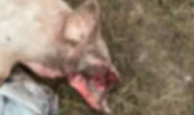 Catuna: investigan la aparición de un lechón mutilado en un campo rural